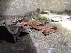 Sinomicrurus macclellandi macclellandi