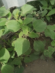 Cyclachaena xanthiifolia