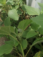 Cyclachaena xanthiifolia