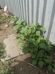 Cyclachaena xanthiifolia