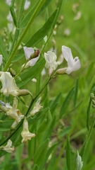 Astragalus miser