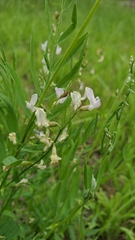 Astragalus miser