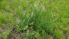 Astragalus miser