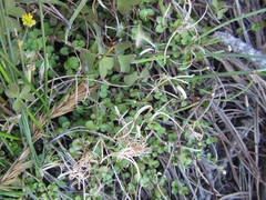 Epilobium nummulariifolium