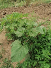 Cyclachaena xanthiifolia