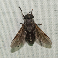Tabanus catenatus