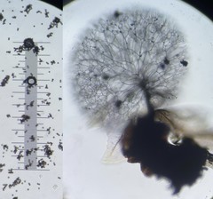 Lamproderma splendidissimum