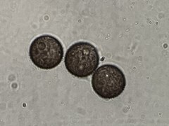 Lamproderma splendidissimum