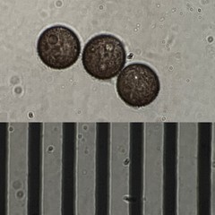 Lamproderma splendidissimum