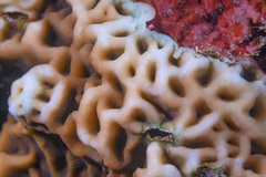 Leptoseris incrustans