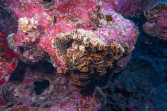 Leptoseris incrustans