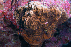 Leptoseris incrustans