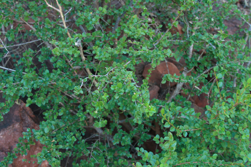 Antidesma parvifolium (Antidesma parvifolium)