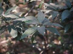 Neolitsea zeylanica