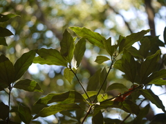 Neolitsea zeylanica