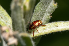 Cryptocephalus castaneus