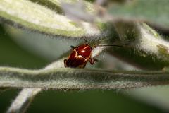 Cryptocephalus castaneus