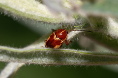 Cryptocephalus castaneus