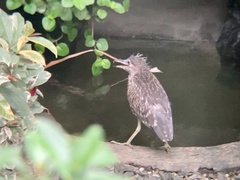 Nycticorax nycticorax