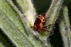 Cryptocephalus castaneus