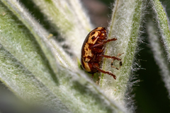 Cryptocephalus castaneus