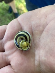 Caucasotachea vindobonensis