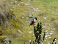 Oreotrochilus chimborazo