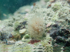 Morchellium argus