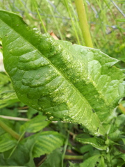 Synchytrium taraxaci