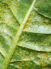 Synchytrium taraxaci