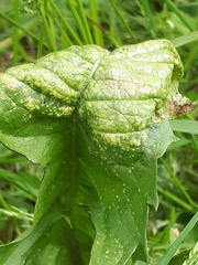 Synchytrium taraxaci