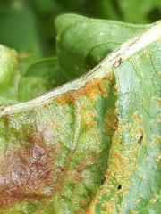 Synchytrium taraxaci