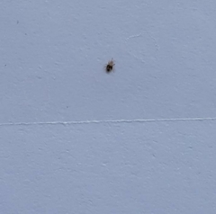 Dermanyssus gallinae