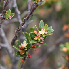 Micrantheum demissum