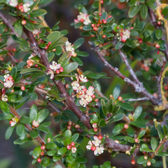 Micrantheum demissum