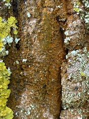 Trentepohlia umbrina