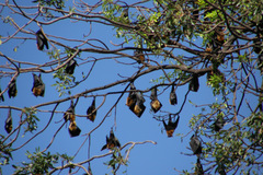 Pteropus