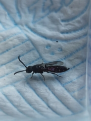 Sapyga quinquepunctata