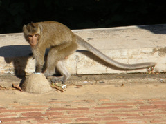 Macaca fascicularis