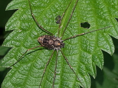 Platybunus