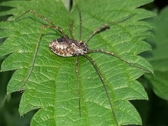Platybunus
