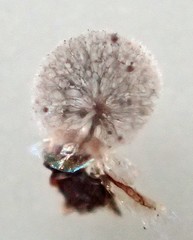 Lamproderma splendidissimum