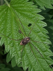 Platybunus