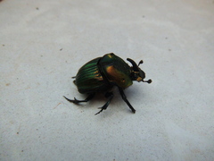 Phanaeus amithaon