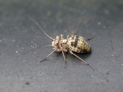 Mesopsocus unipunctatus
