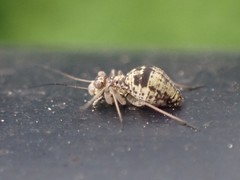Mesopsocus unipunctatus