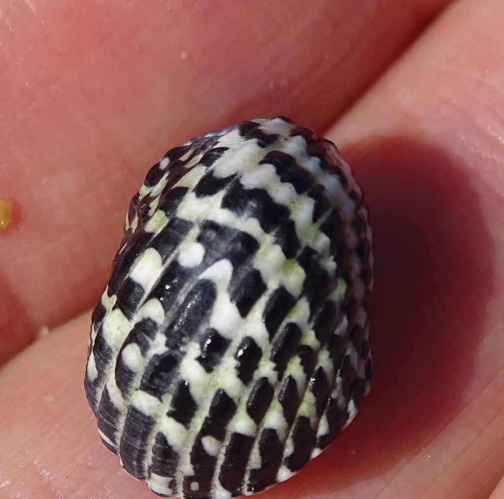 Checkered Nerite
