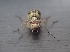 Mesopsocus unipunctatus