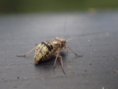 Mesopsocus unipunctatus