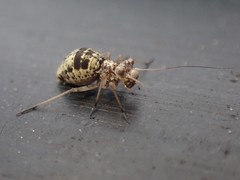 Mesopsocus unipunctatus